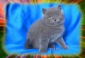 Чистокръвни Британски късокосмести котета, снимка 10