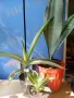 Сансевиера Стар Канари /Sansevieria Star Canary - 40 лв, снимка 3