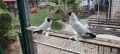 гълъби монахини салтинети, снимка 6