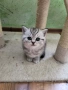 Британски, шотландски котета пухчета, снимка 3