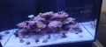Морски аквариум red sea 300g2+, снимка 5