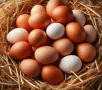 Домашни яйца от свободни кокошки , снимка 1