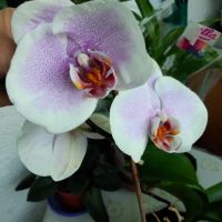 Красиви орхидеи , снимка 16 - Стайни растения - 32936807