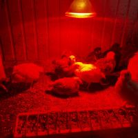 Пилета легхорн,Австралорп,катунски, снимка 1 - Кокошки и пуйки - 45127333
