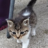 Adopt a cat Осинови коте, снимка 2 - Други - 45568361