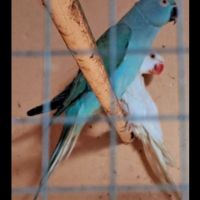 Двойки папагали , снимка 1 - Папагали - 45234531