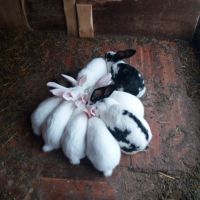 продавам зайци за клане 25лева броя , снимка 3 - Други животни - 45382304