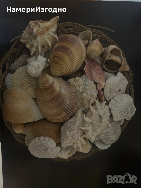 Миди за аквариум, снимка 1