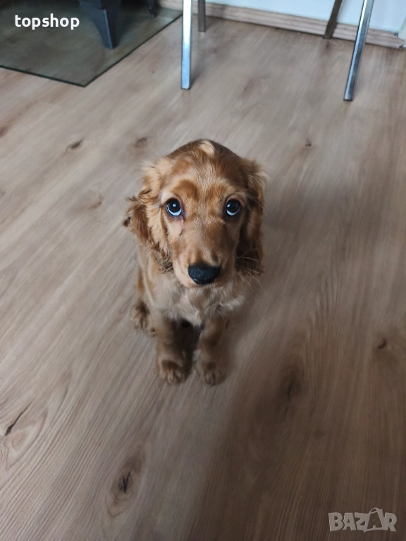 Продавам кученце Кокер Шпаньол - чиста порода, родена 26.08.25 Обезпаразитена, снимка 1