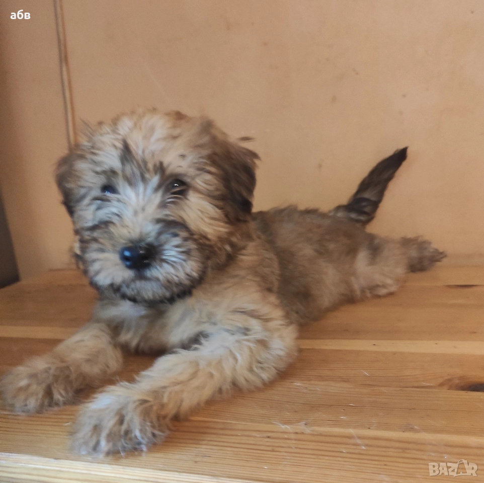 ирландски пшенични териери , снимка 1