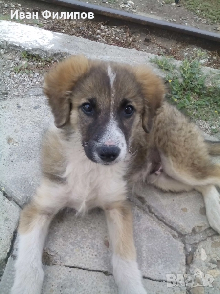 Търся, безплатно куче, снимка 1