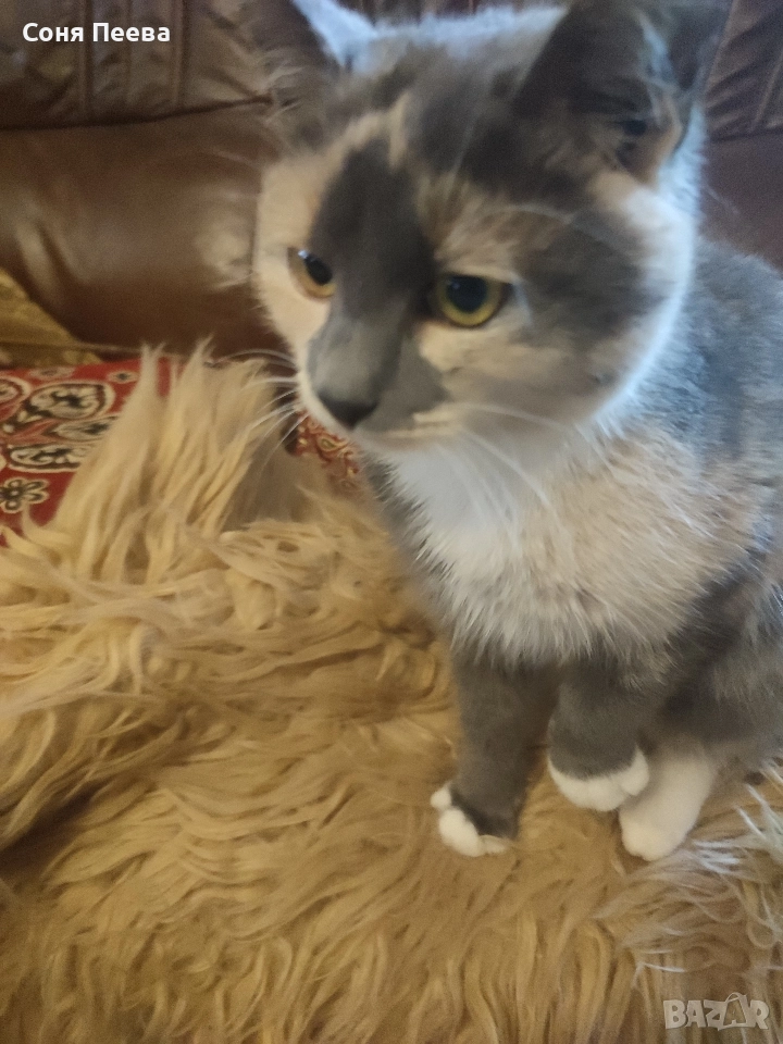 Домашна, женска,кастрирана котка, снимка 1