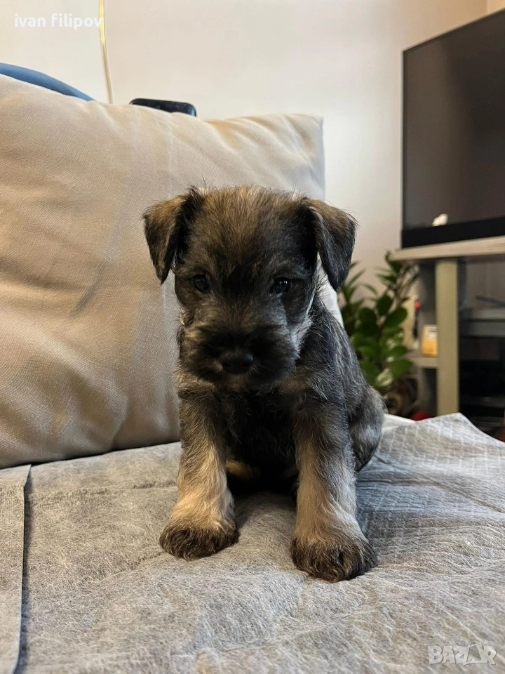 Мини шнауцер/цверг шнауцер, снимка 1