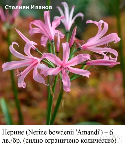 Нерине (Nerine bowdenii 'Amandi') – луковици, снимка 1