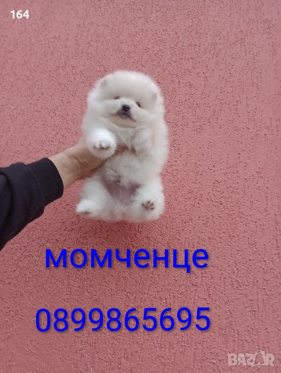 Померани. Реални снимки от 05.01.26 г. , снимка 1