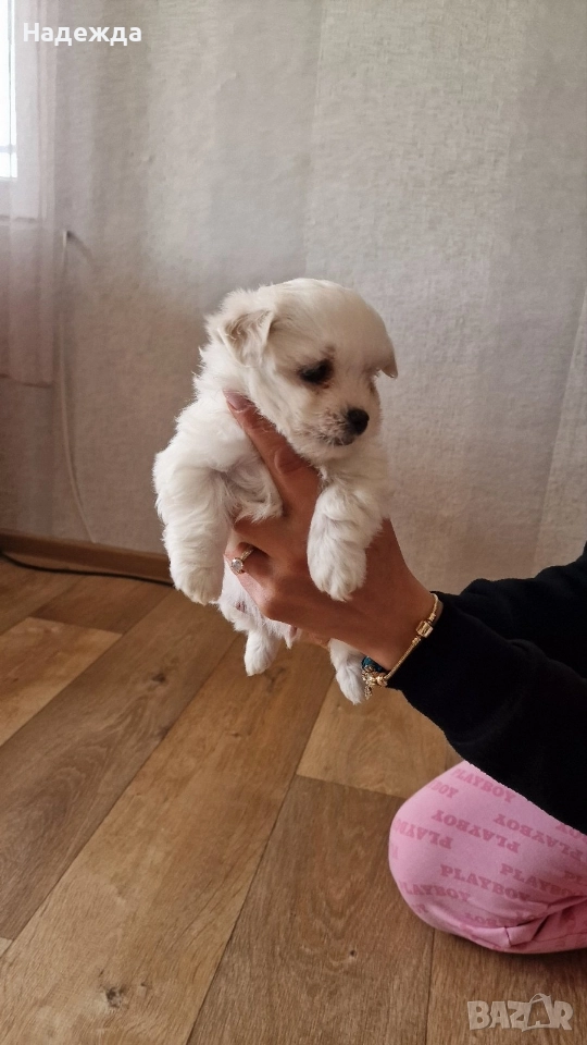 "Малтийска болонка", снимка 1