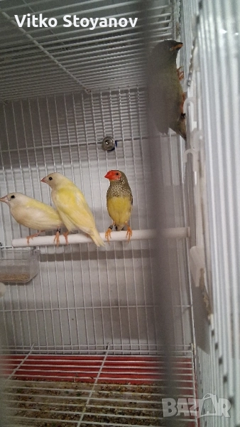 Различни видове амадини, снимка 1