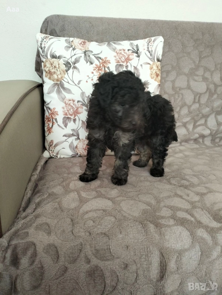 пудел той сребърен , снимка 1