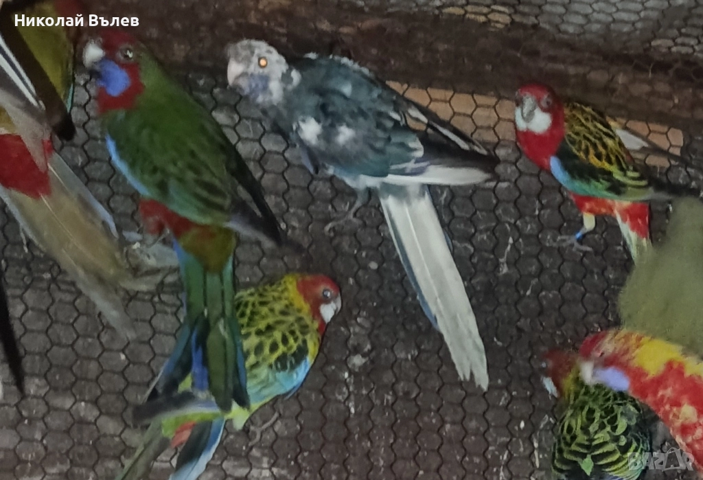 Пенанти , снимка 1