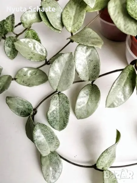 Хоя Nova host - спорт от Hoya Argentia princess, снимка 1