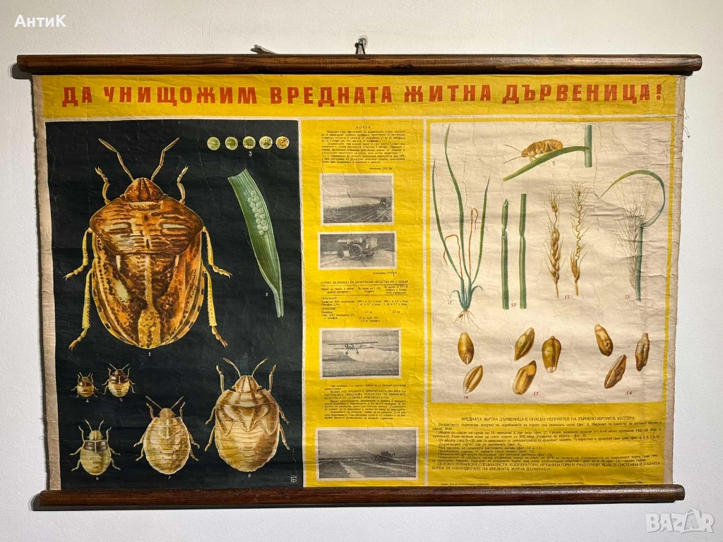 Соц Учебни Плакати Постери Ботаника, снимка 1