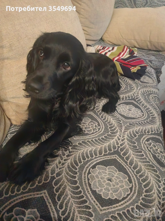 кокер шпаньол, снимка 1