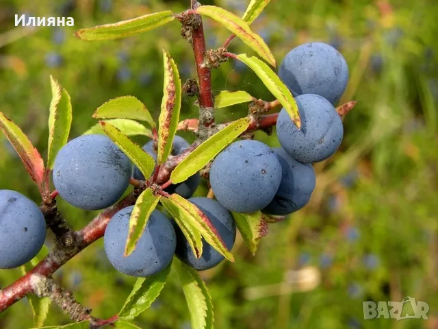 Трънка,Глог,Шипка,Бъз,Планински Лимон, снимка 1