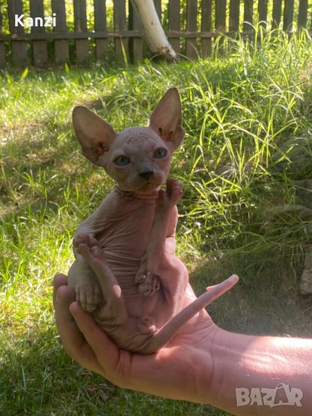 Сфинкс котенца Sphynx, снимка 1