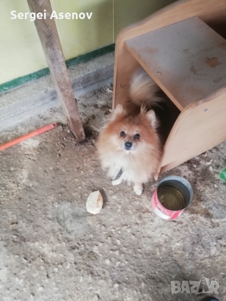 Продавам немски шпиц на 11 месеца от Провадия 0894869877 , снимка 1