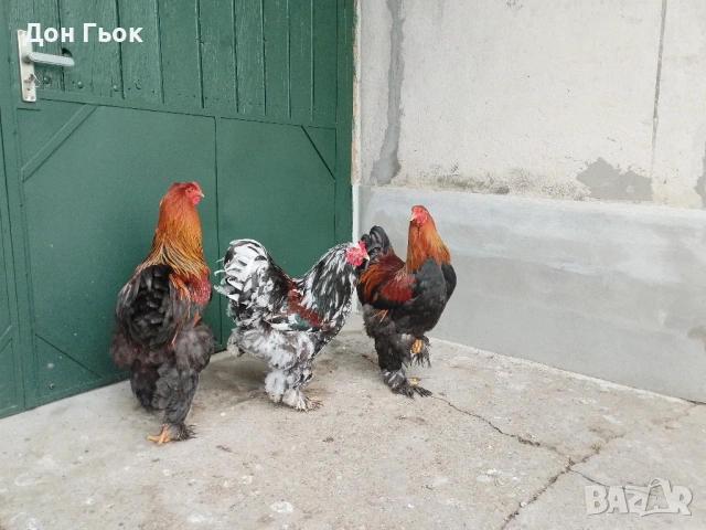 Продавам петли Брама