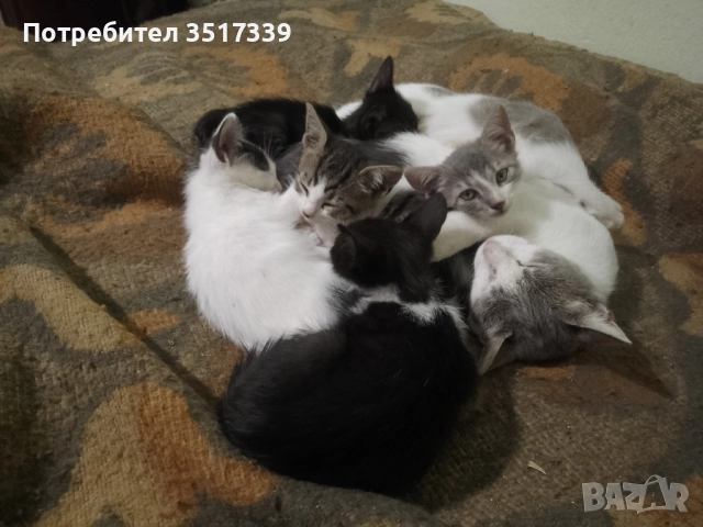 Подарявам коте, снимка 3 - Други - 52048338