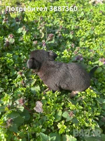 Продавам чистокръвен мъжки мини пинчер, снимка 5 - Пинчер - 53685019