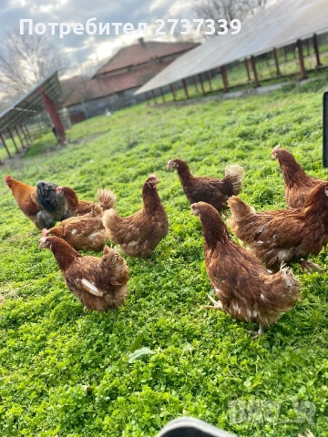 Кокошки носачки ломан браун, снимка 3 - Кокошки и пуйки - 53642369