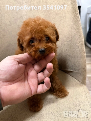 Той Пудел , снимка 2 - Пудели - 53085159