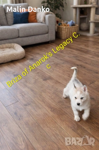  Невероятни Сибирски  Хъскита за резервация   , снимка 2 - Хъски - 53072309