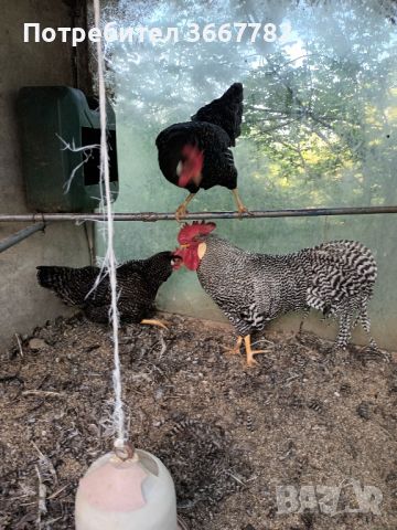 Оплодени яйца за лепене , снимка 2 - Кокошки и пуйки - 45566246