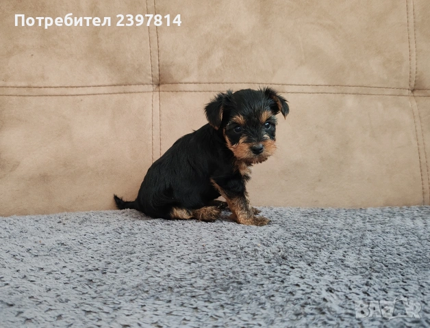 Йоркширски териер , снимка 13 - Йоркширски териер - 53610267