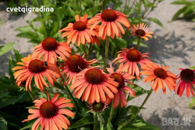 Echinacea Meditation Orange(Ехинацея Портокалова медитация), снимка 1 - Градински цветя и растения - 46187487