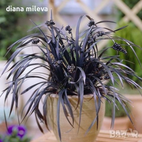 Черен Офиопогон, Ophiopogon black, студоустойчив!!, снимка 4 - Градински цветя и растения - 46103753