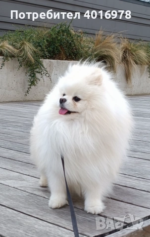 Померан Момче с Родословие , снимка 5 - Померан - 53691313
