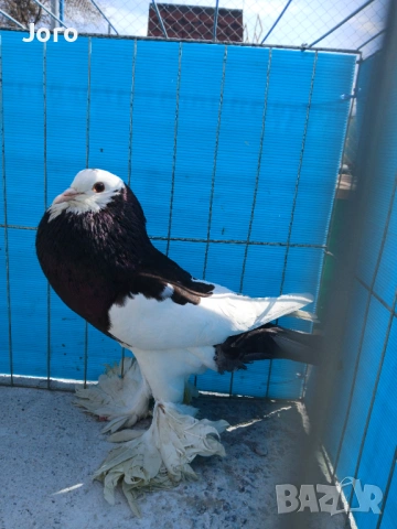 Гушести гълъби, снимка 4 - Гълъби - 53936777