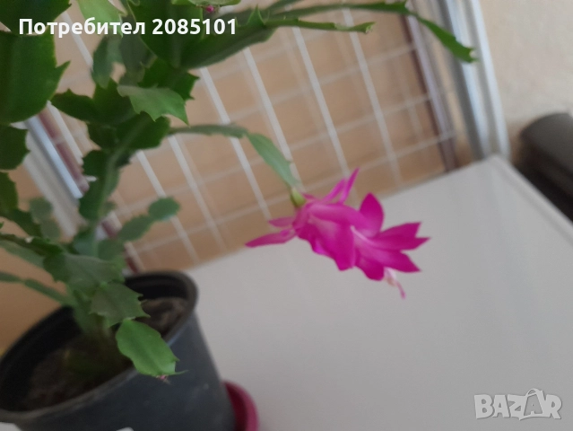 Коледниче, снимка 6 - Стайни растения - 52539915