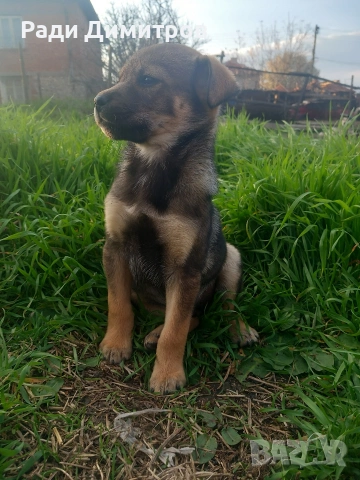 ПОДАРЯВАМ КУЧЕНЦА, снимка 15 - Други - 54158083