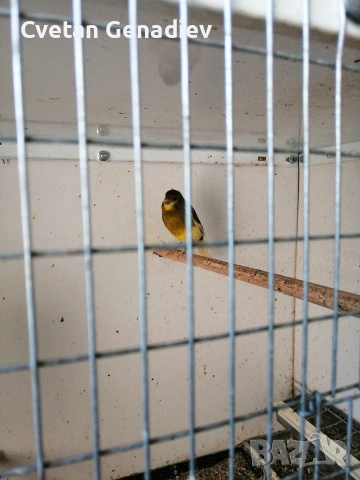 продавам канари , снимка 3 - Канари - 53628627