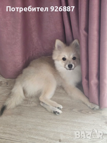 Померан мини шпиц , снимка 3 - Померан - 52288352
