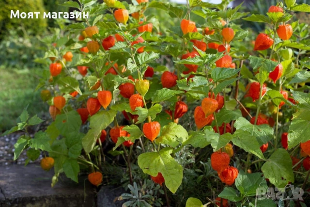 Физалис - physalis, снимка 7 - Градински цветя и растения - 53650459