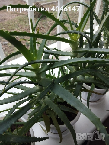 Алое (дьрвовидно) , снимка 5 - Стайни растения - 53558797