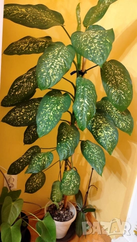 Продавам саксия с декоративно растение Дифенбахия., снимка 7 - Стайни растения - 25209673