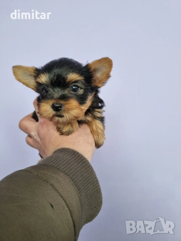 Йоркшир териер мини 