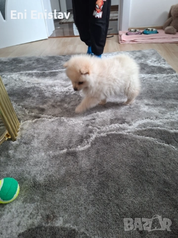 Померан шпиц на 2 месеца момиче, снимка 3 - Померан - 54101480